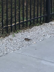 Passer domesticus
