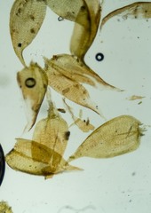 Hygrohypnum styriacum