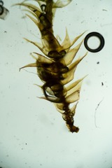 Hygrohypnum styriacum