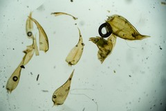 Hygrohypnum styriacum