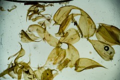 Hygrohypnum styriacum