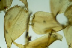 Hygrohypnum styriacum