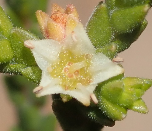 Image of Diosma apetala by (c) Nicola van Berkel, some rights reserved (CC BY-SA)