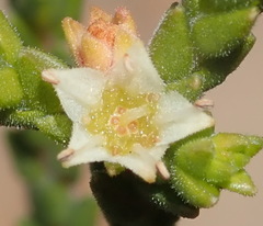 Diosma apetala