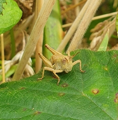 Phaulacridium marginale