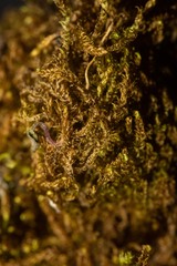 Hygrohypnum styriacum