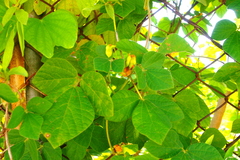 Rhynchosia volubilis