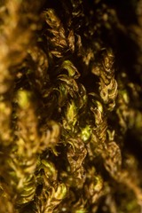 Hygrohypnum styriacum