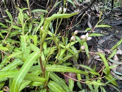 Persicaria praetermissa
