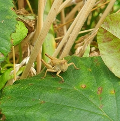 Phaulacridium marginale