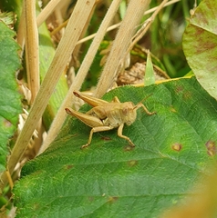 Phaulacridium marginale