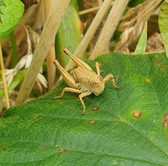 Phaulacridium marginale