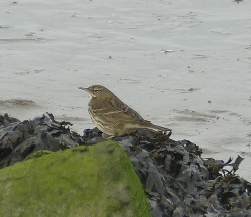 Rock Pipit, Buitenhaven Stellendam, Stellendam, South Holland, NL, photo 5 of 10