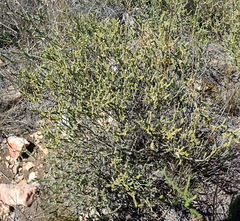 Agathosma roodebergensis