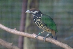 Ailuroedus buccoides