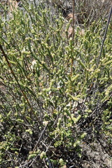 Agathosma roodebergensis