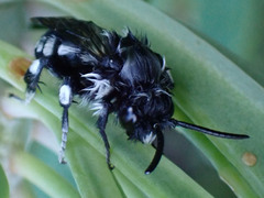 Melecta curvispina