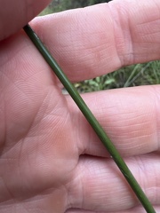 Carex tereticaulis