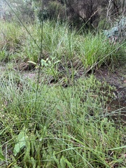 Carex tereticaulis