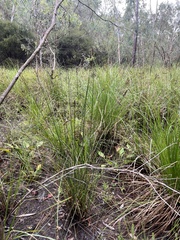 Carex tereticaulis