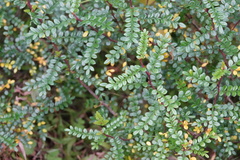 Zanthoxylum beecheyanum