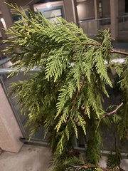 Thuja