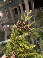 Thuja