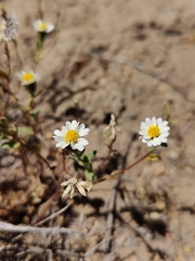 Layia glandulosa
