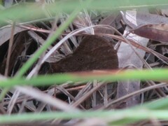 Melanitis leda bankia