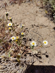 Layia glandulosa
