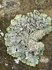 Punctelia subrudecta