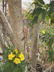 Calotes versicolor