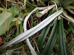 Celmisia major brevis