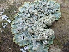 Punctelia subrudecta