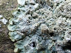 Punctelia subrudecta