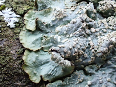 Punctelia subrudecta