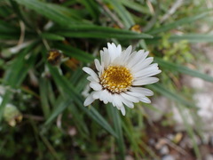 Celmisia major brevis