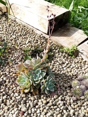 Echeveria elegans