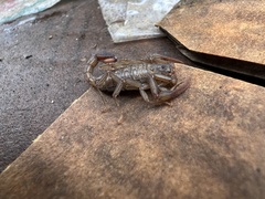 Paruroctonus silvestrii