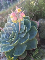 Echeveria elegans