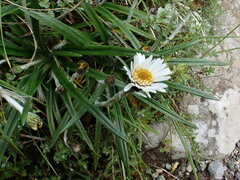 Celmisia major brevis