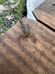 Paruroctonus silvestrii