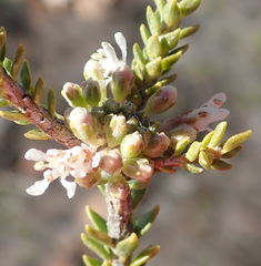 Agathosma roodebergensis