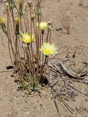 Anisocoma acaulis