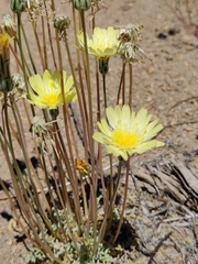 Anisocoma acaulis