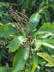 Buchanania arborescens