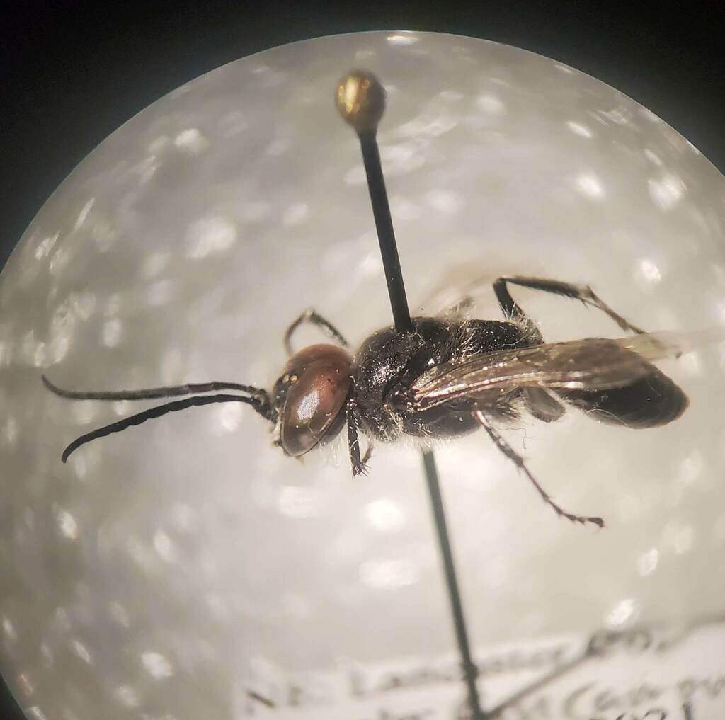 Astata unicolor
