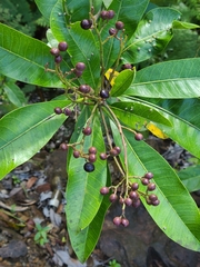 Buchanania arborescens