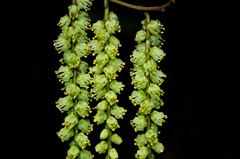 Stachyurus himalaicus
