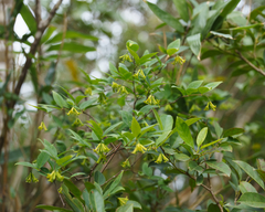 Wikstroemia nutans